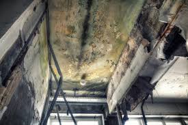 Why You Should Choose Our Mold Remediation Services in Hanna City, IL